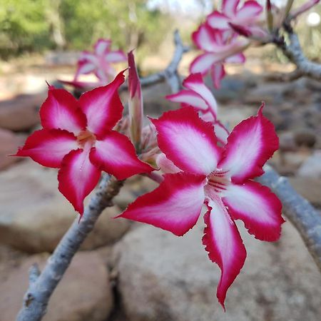 Bona Intaba Game Lodge Hoedspruit Buitenkant foto