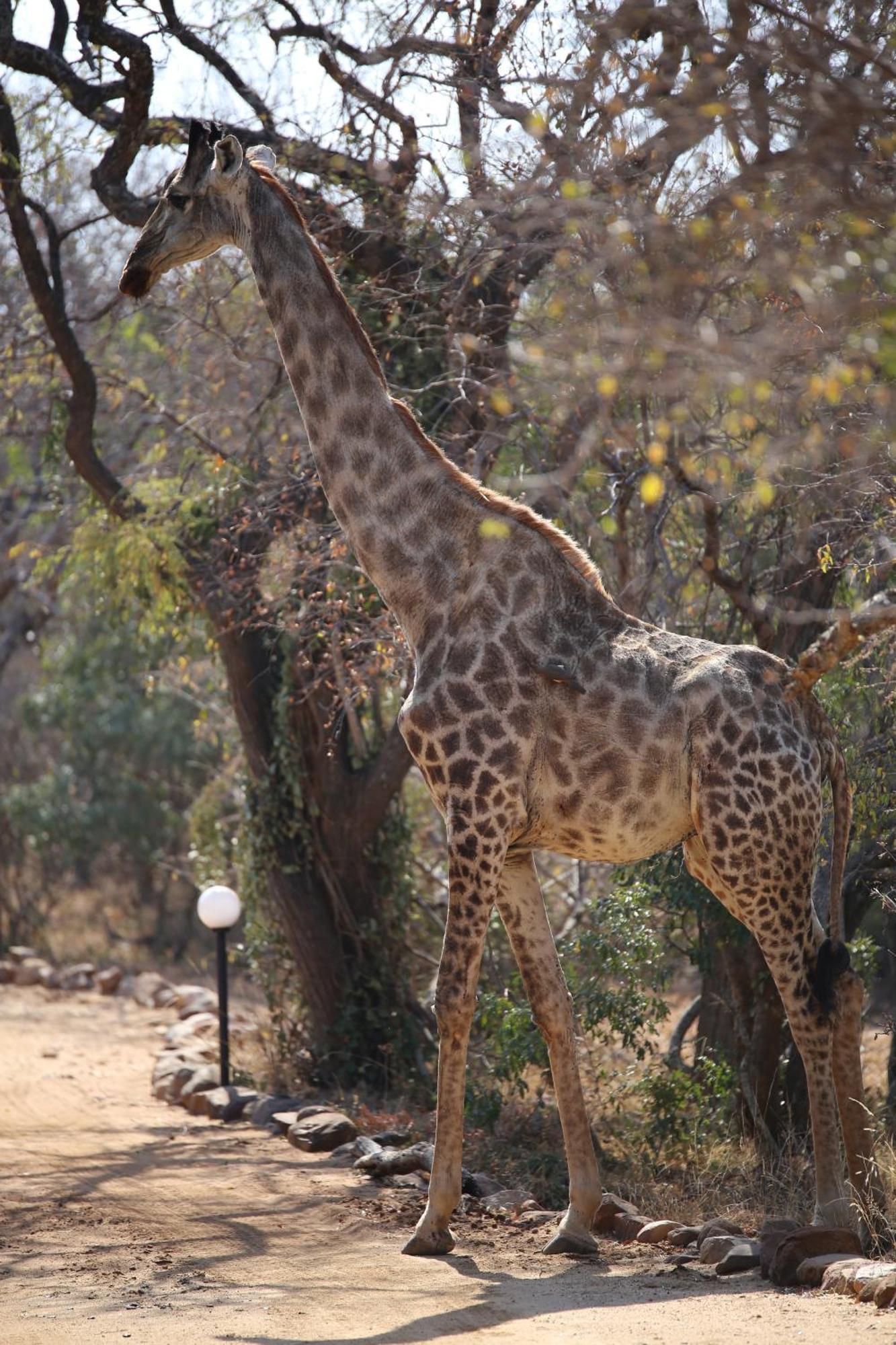 Bona Intaba Game Lodge Hoedspruit Buitenkant foto