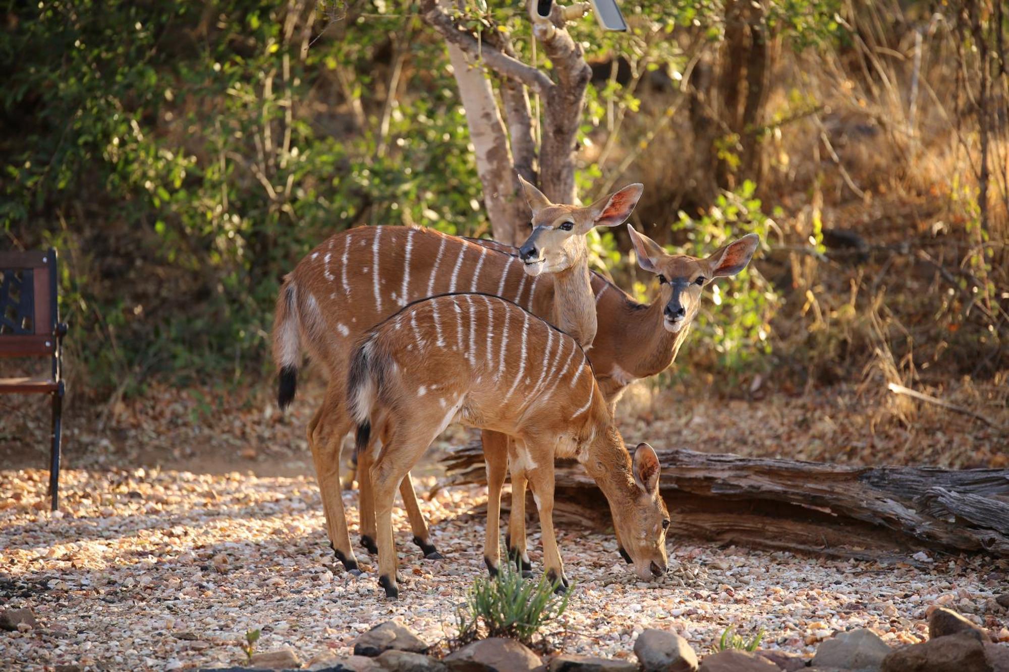 Bona Intaba Game Lodge Hoedspruit Buitenkant foto