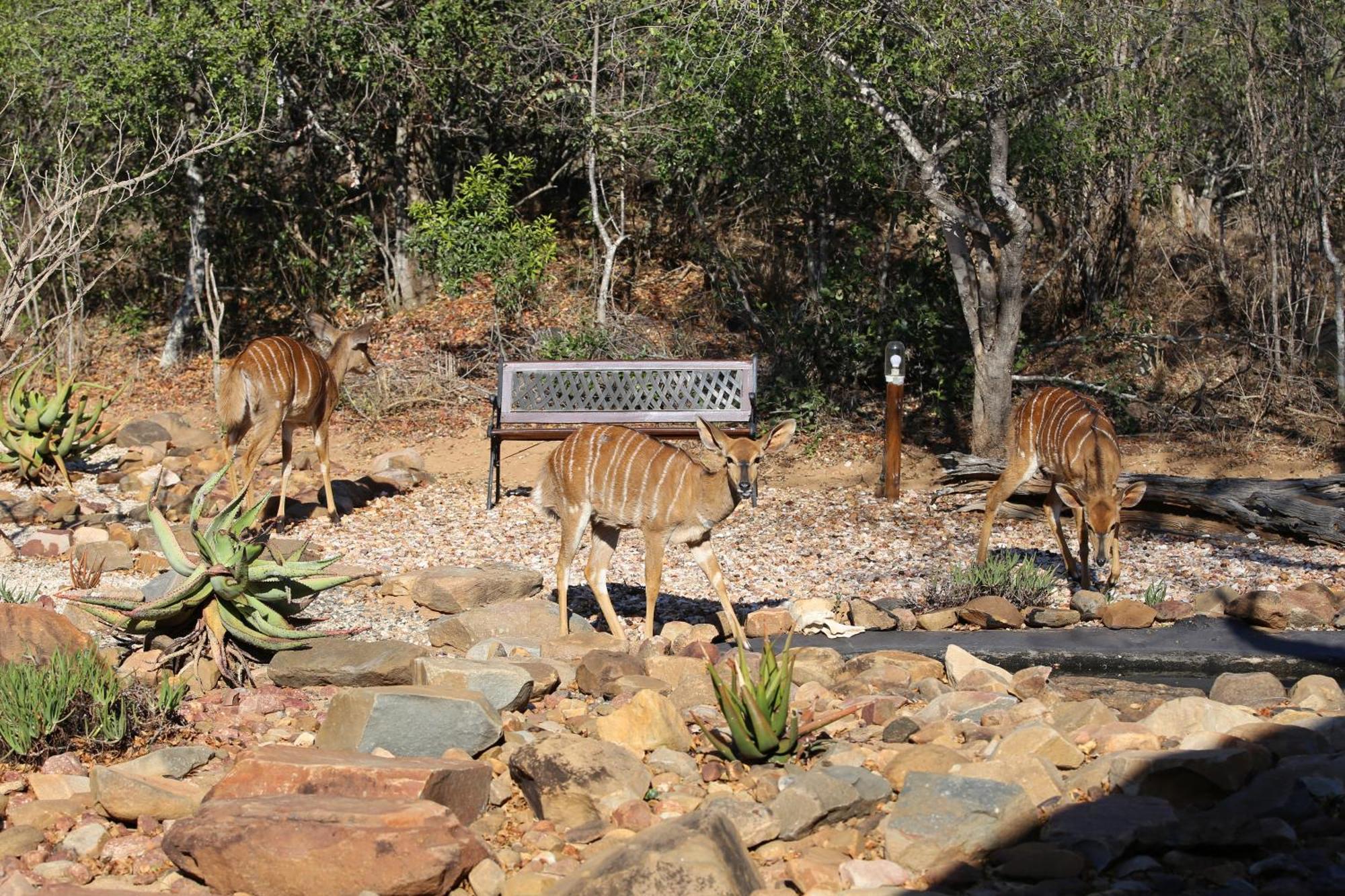 Bona Intaba Game Lodge Hoedspruit Buitenkant foto